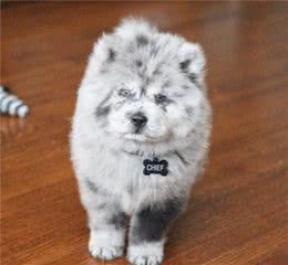 毛色稀有的帅气松狮犬，侧脸看是霸气小狮子，实际上超可爱