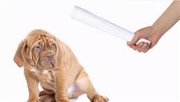 狗狗做错事能打吗？这几个地方一定不能随便打