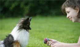 狗狗不听话，需要适当惩罚以便纠正，但有些说法可能是错的