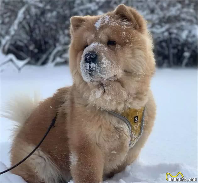 了解松狮犬的常见疾病，关键时刻拒绝手足无措
