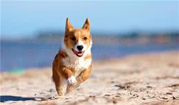 狗狗出现这四个睡姿，就说明它爱你，你家狗狗占几个