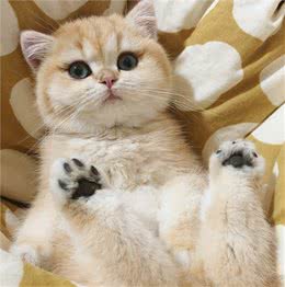 金吉拉猫性格怎么养？金吉拉毛性格介绍