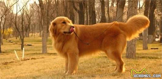 金毛犬患上关节炎，一条腿瘸，有什么办法医治？或是缓解狗狗痛苦