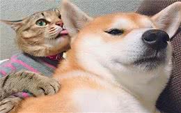 居然有这么重口的狸花猫？爱上柴犬的味道后，经常上嘴舔一口