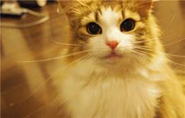 比布偶猫颜值高，比缅因猫霸气，还能有谁？