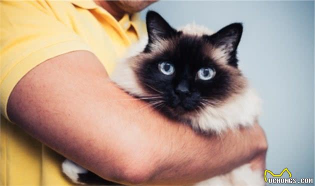 真想养只“布偶猫”，其它猫咪跟它比不得，因为它有这些性格优点