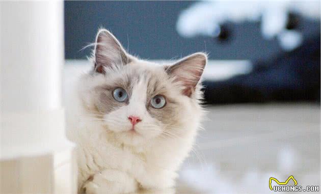 真想养只“布偶猫”，其它猫咪跟它比不得，因为它有这些性格优点