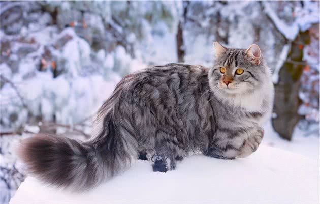 这些猫不是一个品种，却因长相相似总被认错，你认错过没？