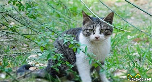 这些猫不是一个品种，却因长相相似总被认错，你认错过没？
