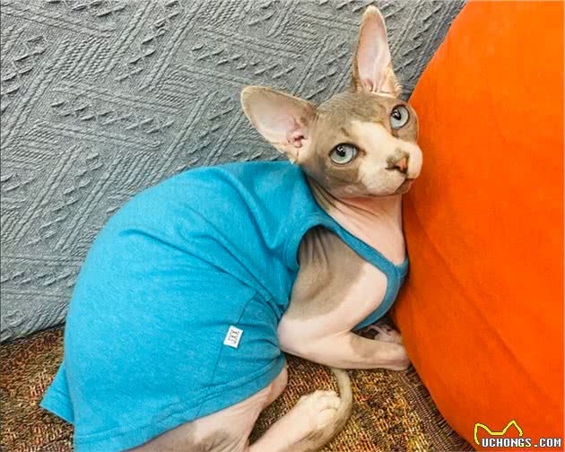 这些猫不是一个品种，却因长相相似总被认错，你认错过没？