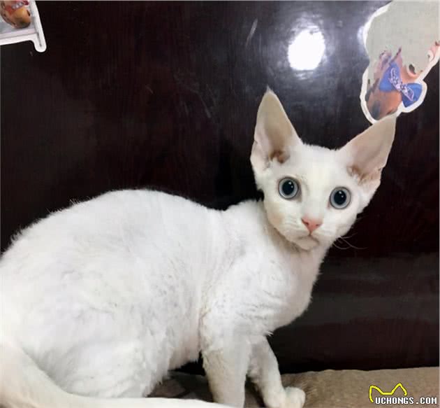 这些猫不是一个品种，却因长相相似总被认错，你认错过没？