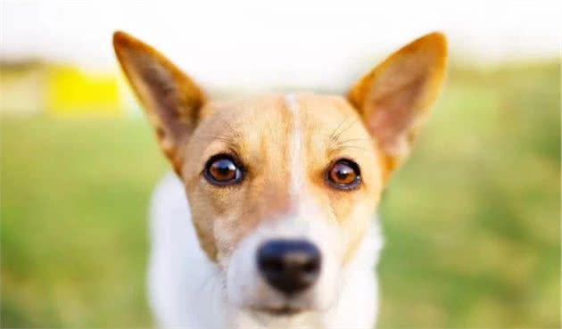 在狗狗眼中，主人代表着什么？