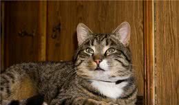 美媒：中国狸花猫可能是最适合养的猫品种！