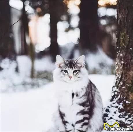 在家粘人可爱，出门英俊霸气，这只挪威森林猫真是只小仙男啊
