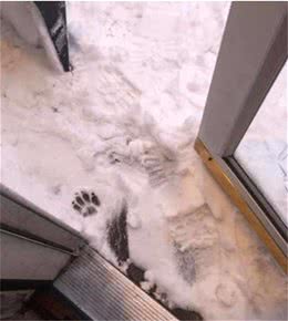 狗狗出门一踩到雪地，立刻丢下主人回家：太冷了不想出门