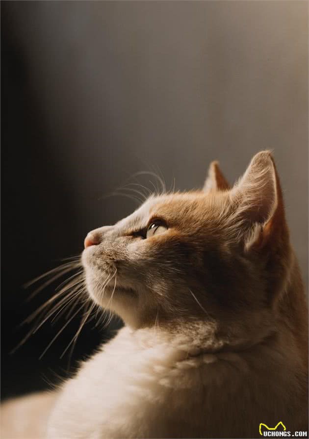 迷你的美洲狮，阿比西尼亚猫，隐藏着尼罗河畔的基因