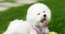 饲养比熊犬的5大“坏处”，看完你还敢养吗？