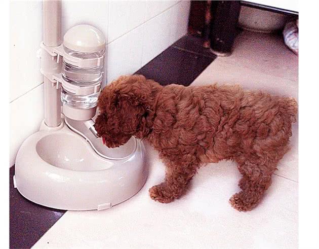 泰迪犬喝水，这5个禁忌，劝你别再犯了！