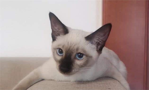 暹罗猫寄养5个月后，猫咪完全变样，猫被人调包了？