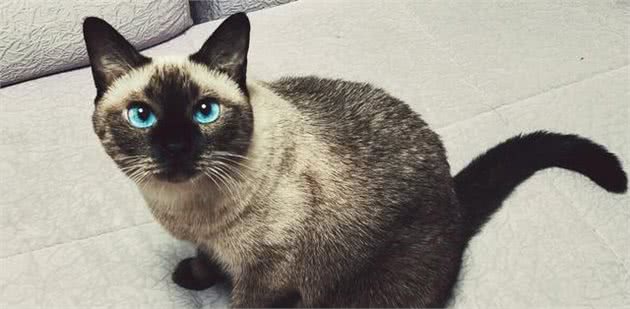 暹罗猫寄养5个月后，猫咪完全变样，猫被人调包了？
