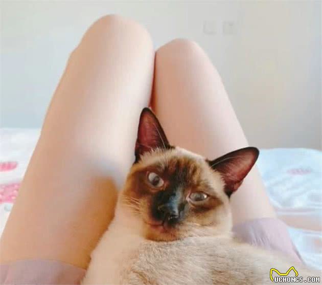 暹罗猫寄养5个月后，猫咪完全变样，猫被人调包了？