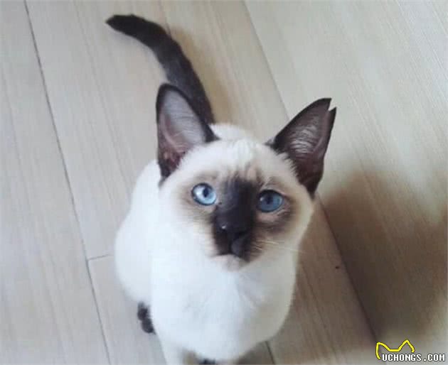 暹罗猫寄养5个月后，猫咪完全变样，猫被人调包了？