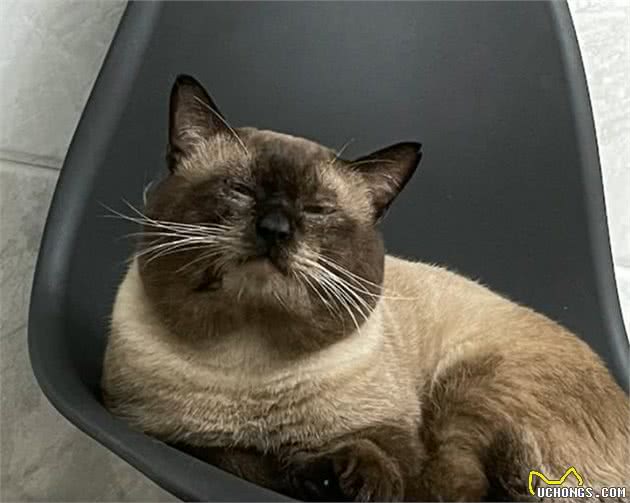 暹罗猫寄养5个月后，猫咪完全变样，猫被人调包了？