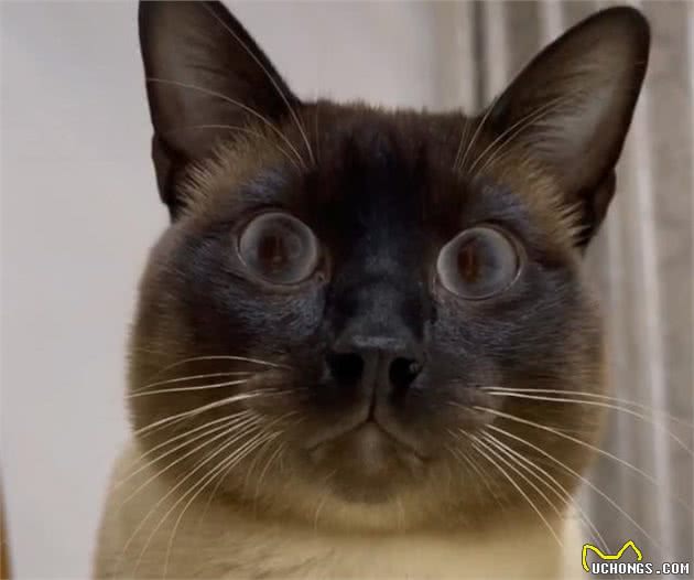 暹罗猫寄养5个月后，猫咪完全变样，猫被人调包了？