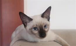 暹罗猫寄养5个月后，猫咪完全变样，猫被人调包了？