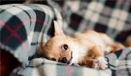 狗狗的心灵比我们想象中的要细腻，这5种复杂情感它们也能感受到