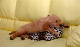 狗狗总做傻事？是因为五感跟主人不一样，看到的世界也不一样