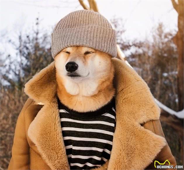 阿迪达斯Adidas新晋代言狗，月入10万的柴犬教你学穿搭！