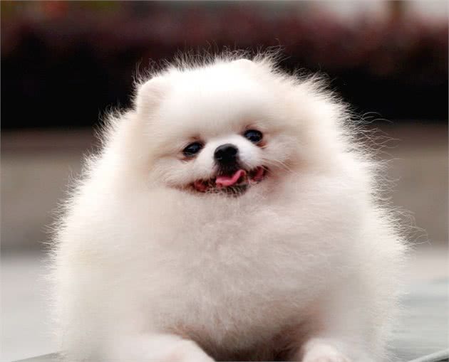 聪明伶俐，活泼可爱的博美犬有什么优点和缺点，深受人们喜欢