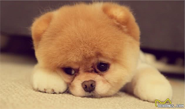 聪明伶俐，活泼可爱的博美犬有什么优点和缺点，深受人们喜欢