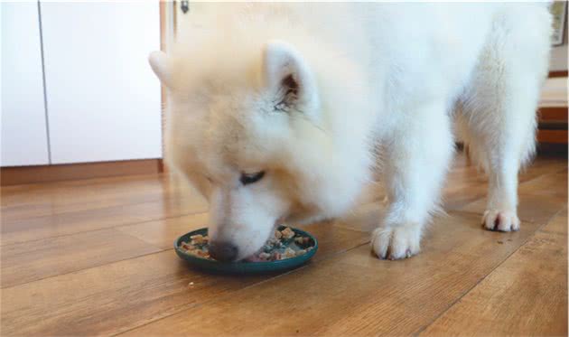 辟谣，狗狗必须全肉食喂养？生肉喂食虽有好处，但摄入淀粉并无错