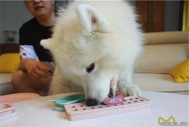 辟谣，狗狗必须全肉食喂养？生肉喂食虽有好处，但摄入淀粉并无错