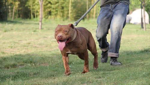 地球上10大斗犬，比特犬无悬念榜首，西藏獒犬第五，你养了吗？
