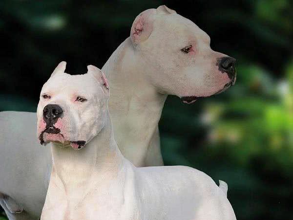 地球上10大斗犬，比特犬无悬念榜首，西藏獒犬第五，你养了吗？