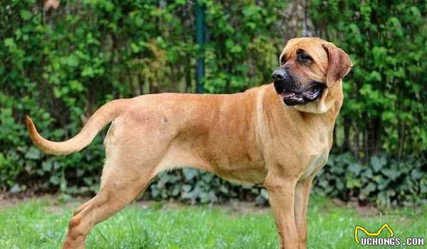 地球上10大斗犬，比特犬无悬念榜首，西藏獒犬第五，你养了吗？