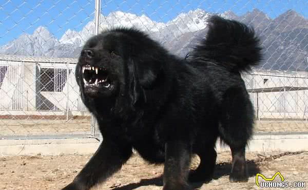 地球上10大斗犬，比特犬无悬念榜首，西藏獒犬第五，你养了吗？