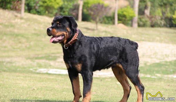 地球上10大斗犬，比特犬无悬念榜首，西藏獒犬第五，你养了吗？