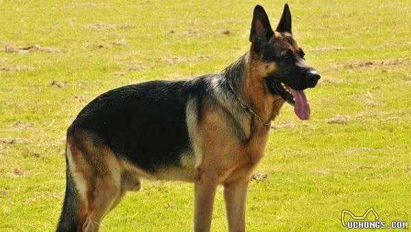 地球上10大斗犬，比特犬无悬念榜首，西藏獒犬第五，你养了吗？