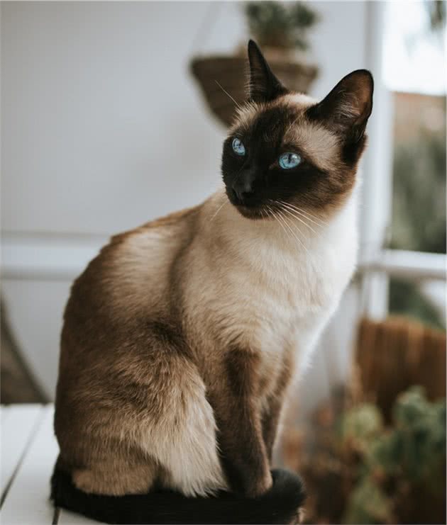 新手养猫|暹罗猫基本知识