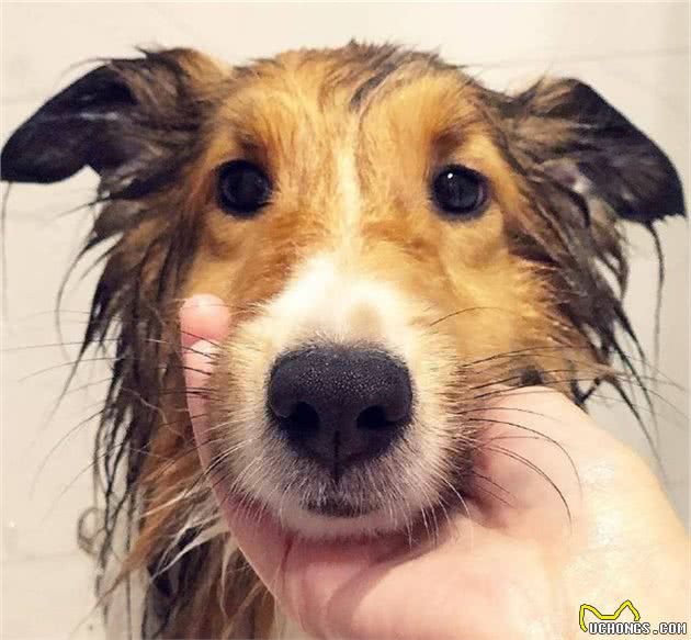 养好喜乐蒂牧羊犬，你不可不知道的小秘密