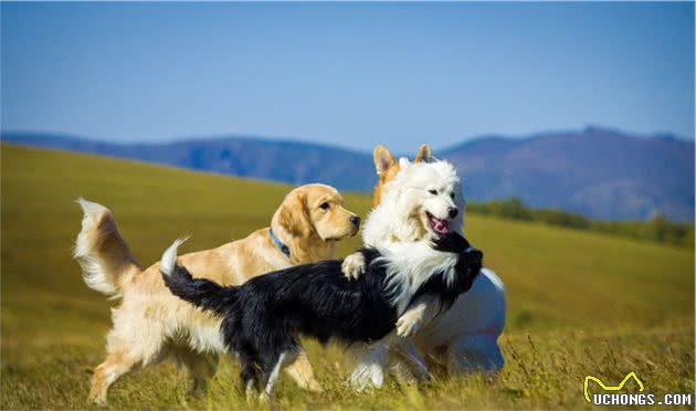 狗只有两个品种：“狗和边境牧羊犬”，边境牧羊犬到底有多聪明？