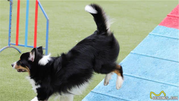 狗只有两个品种：“狗和边境牧羊犬”，边境牧羊犬到底有多聪明？