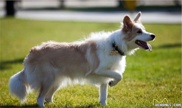 狗只有两个品种：“狗和边境牧羊犬”，边境牧羊犬到底有多聪明？