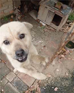 朋友，你喜欢狗狗吗？