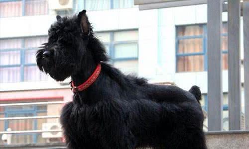 掌握这些修剪毛发的方法，你家爱犬雪纳瑞将变得高雅漂亮