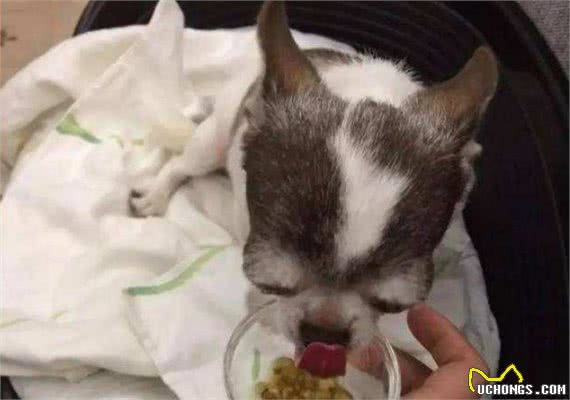 铲屎官之福：狗狗去口臭的几大秘诀
